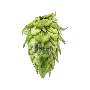 Humle til ølbrygging for ølbryggere