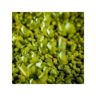 Hallertau Mittelfrüh Humle til ølbrygging