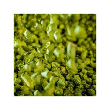 Hallertau Mittelfrüh Humle til ølbrygging