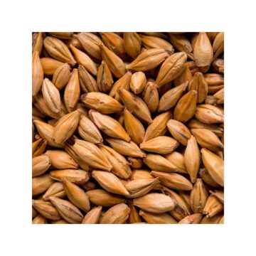 Carahell malt til ølbrygging gir bedre skumfasthet